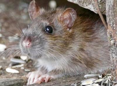 10 hours in jail for torturing mouse to death 