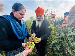   JAI INDER KAUR VISITS TOMATO FARMERS OF SANAUR AFFECTED BY BLIGHT ATTACK